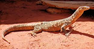 Perentie