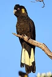 Yellow Tailed Black Cockatoo